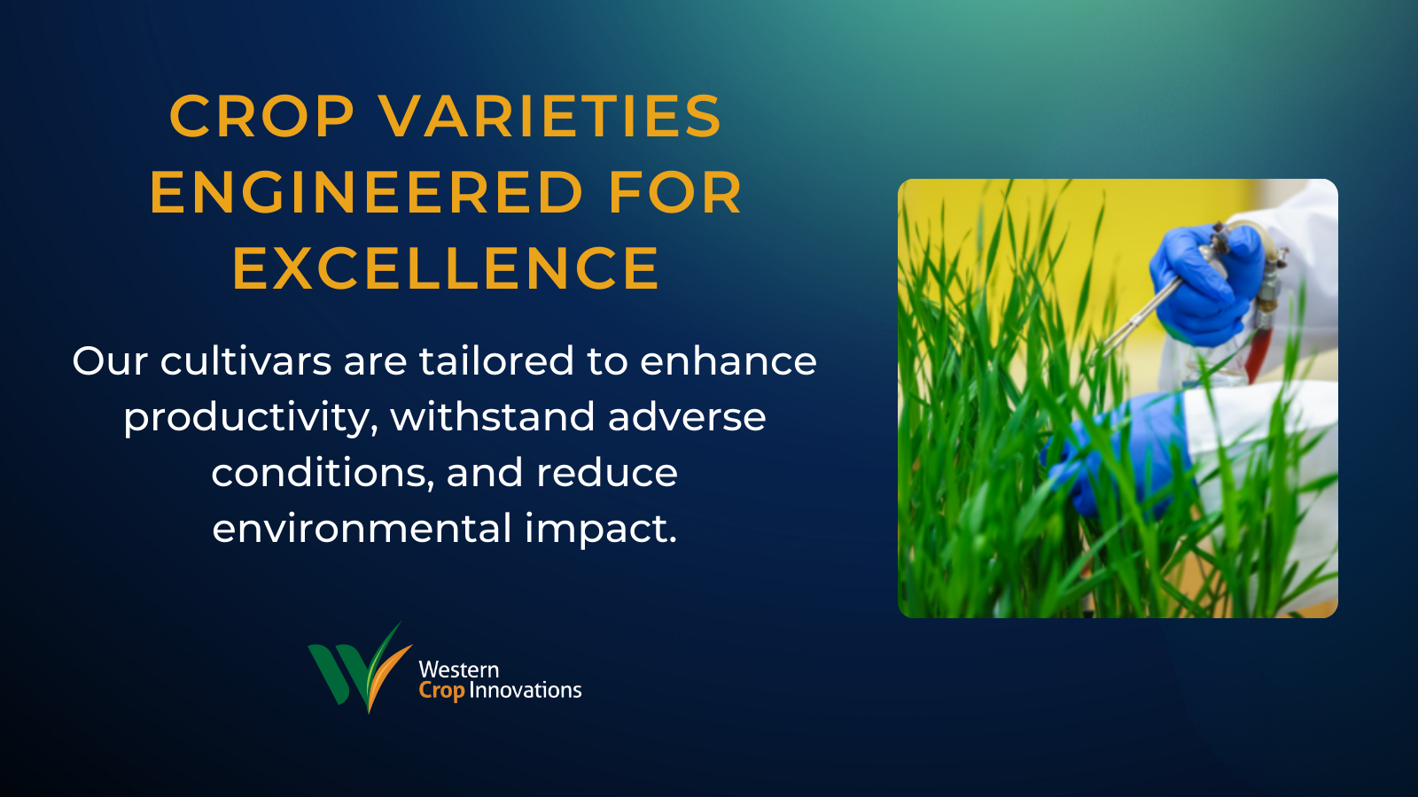 high-yield-and-disease-resistant-crop-varieties